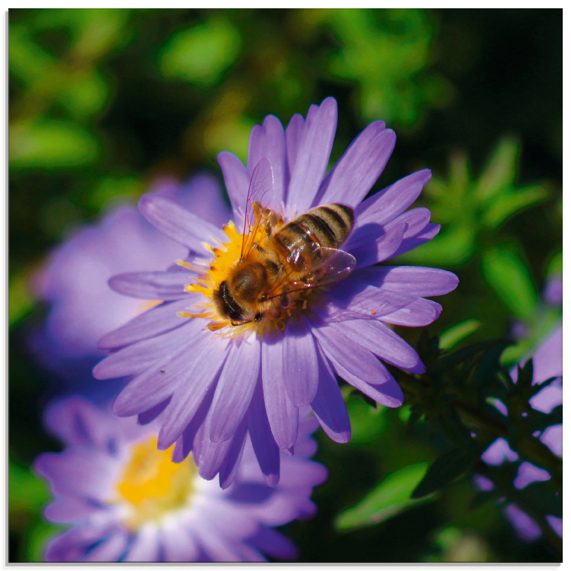 Artland Glasbild »Honigbiene auf lila Aster«, Insekten, (1 St.)