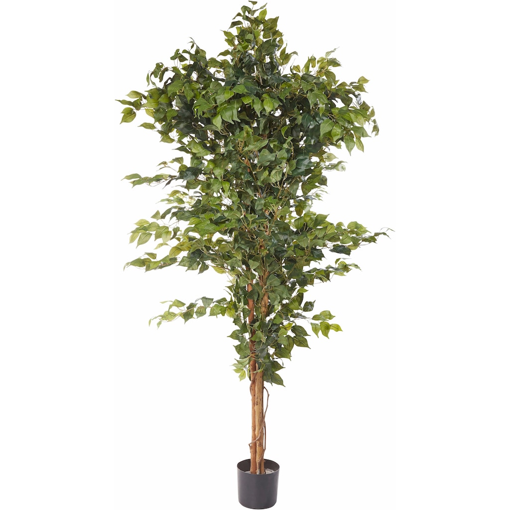 Creativ green Kunstpflanze »Ficus Benjamini«