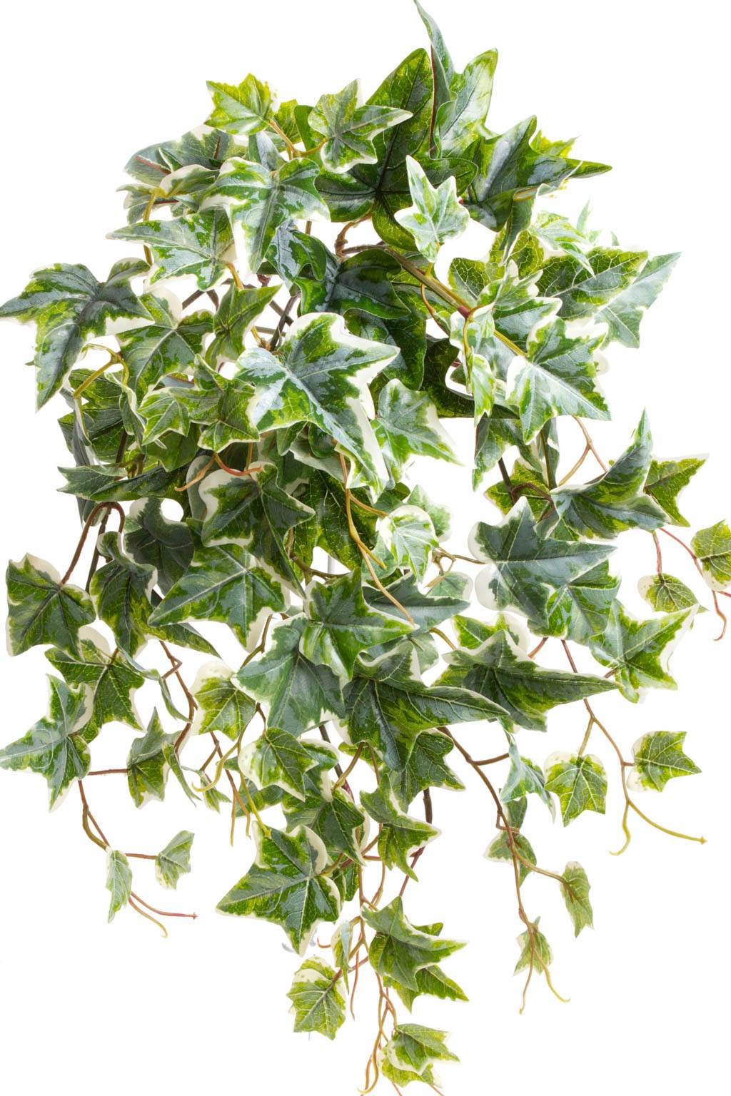 »Efeu-Hängebusch Zimmerpflanze Online Botanic-Haus mit OTTO 10 Stielen«, (1 Künstliche im Shop bestellen St.)