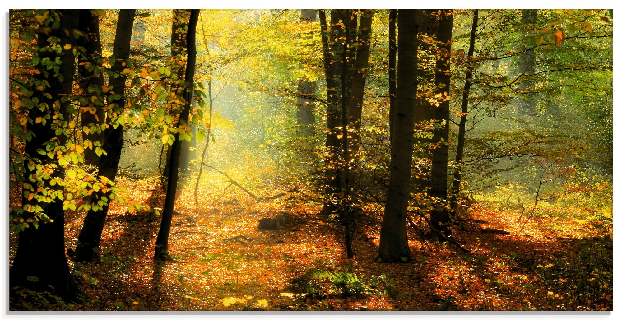 OTTO Glasbild Größen »Herbstlicht verschiedenen im St.), (1 in Wald«, bei Artland Wald,