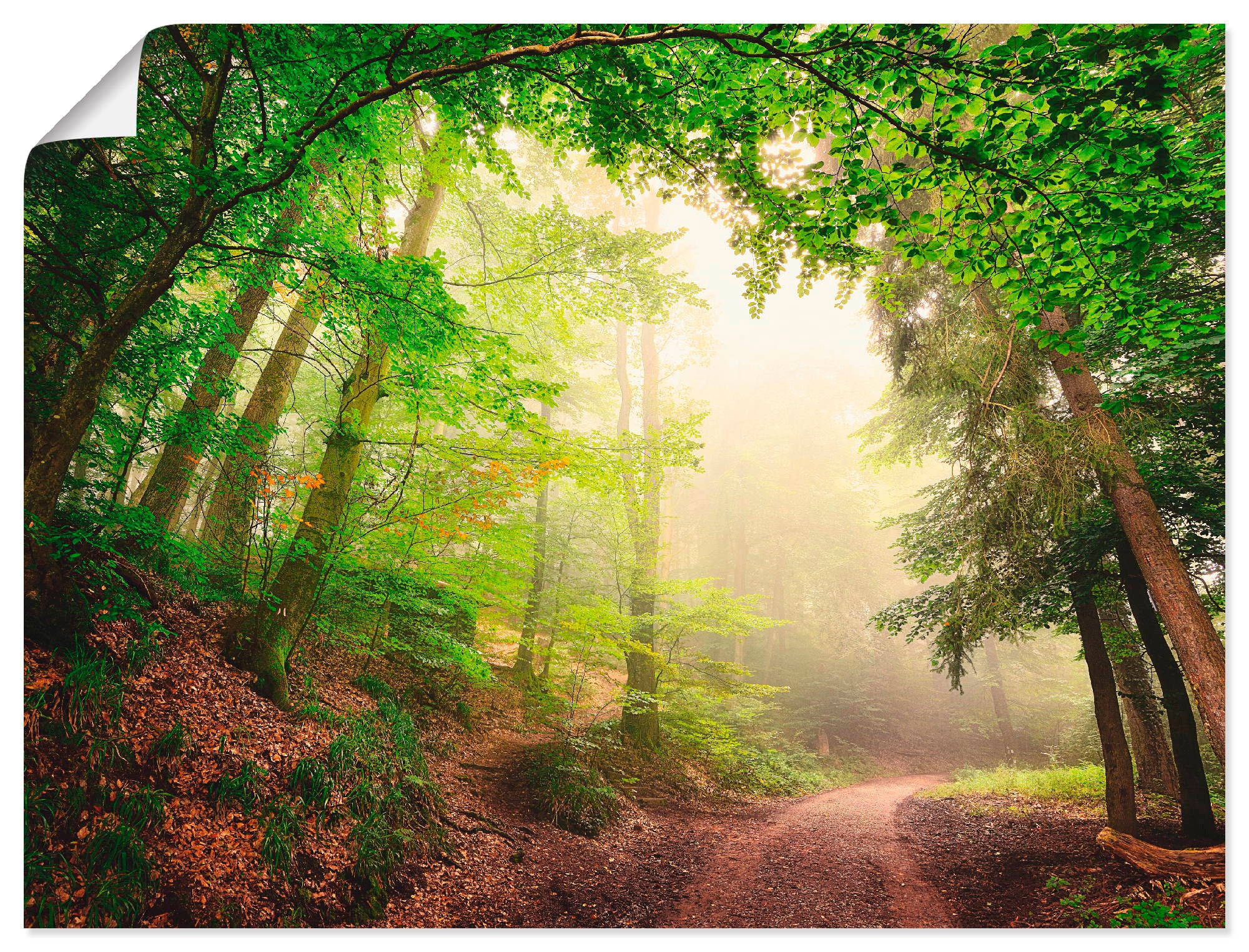 Artland Wandbild Wandaufkleber OTTO verschied. St.), kaufen als (1 Outdoorbild, durch Alubild, Wald, »Natürliche in Torbögen Größen Bäume«, Poster, bei