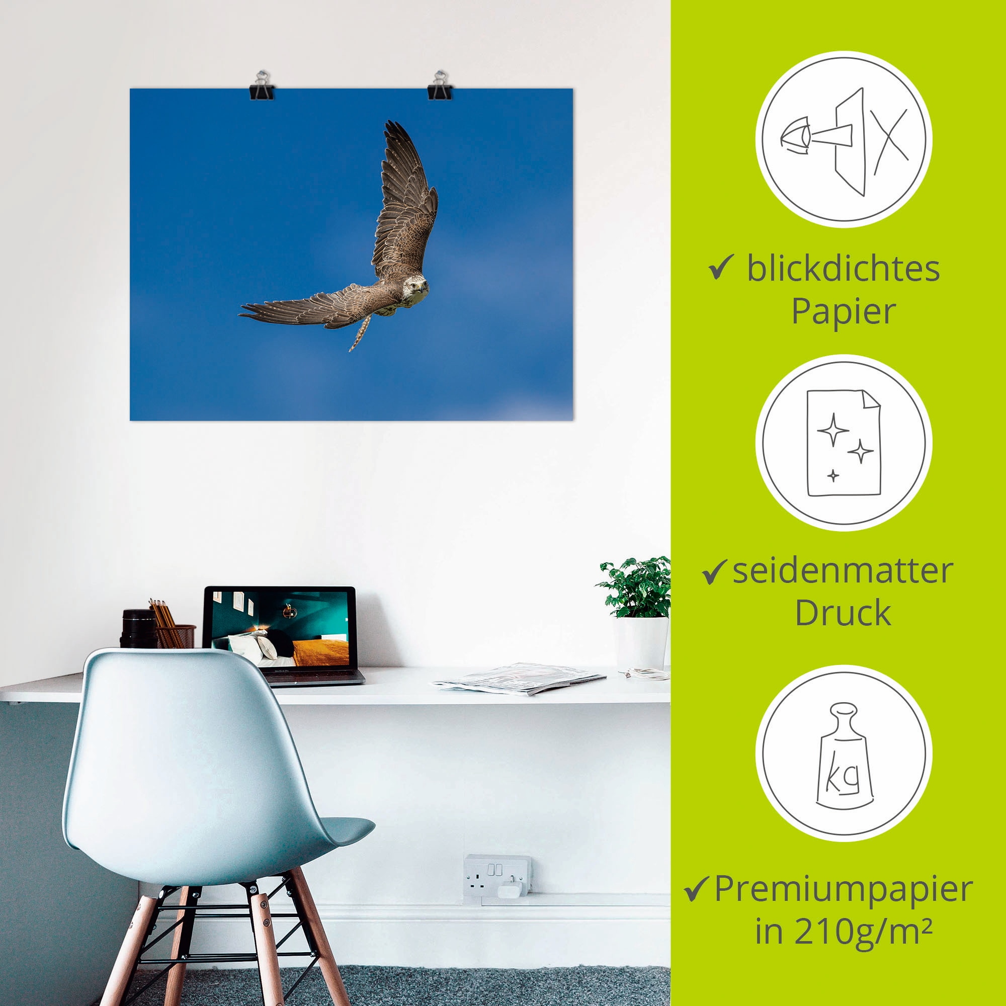 Artland Poster »Der Falke« Vögel 1 Stk. tlg. ohne Rahmen