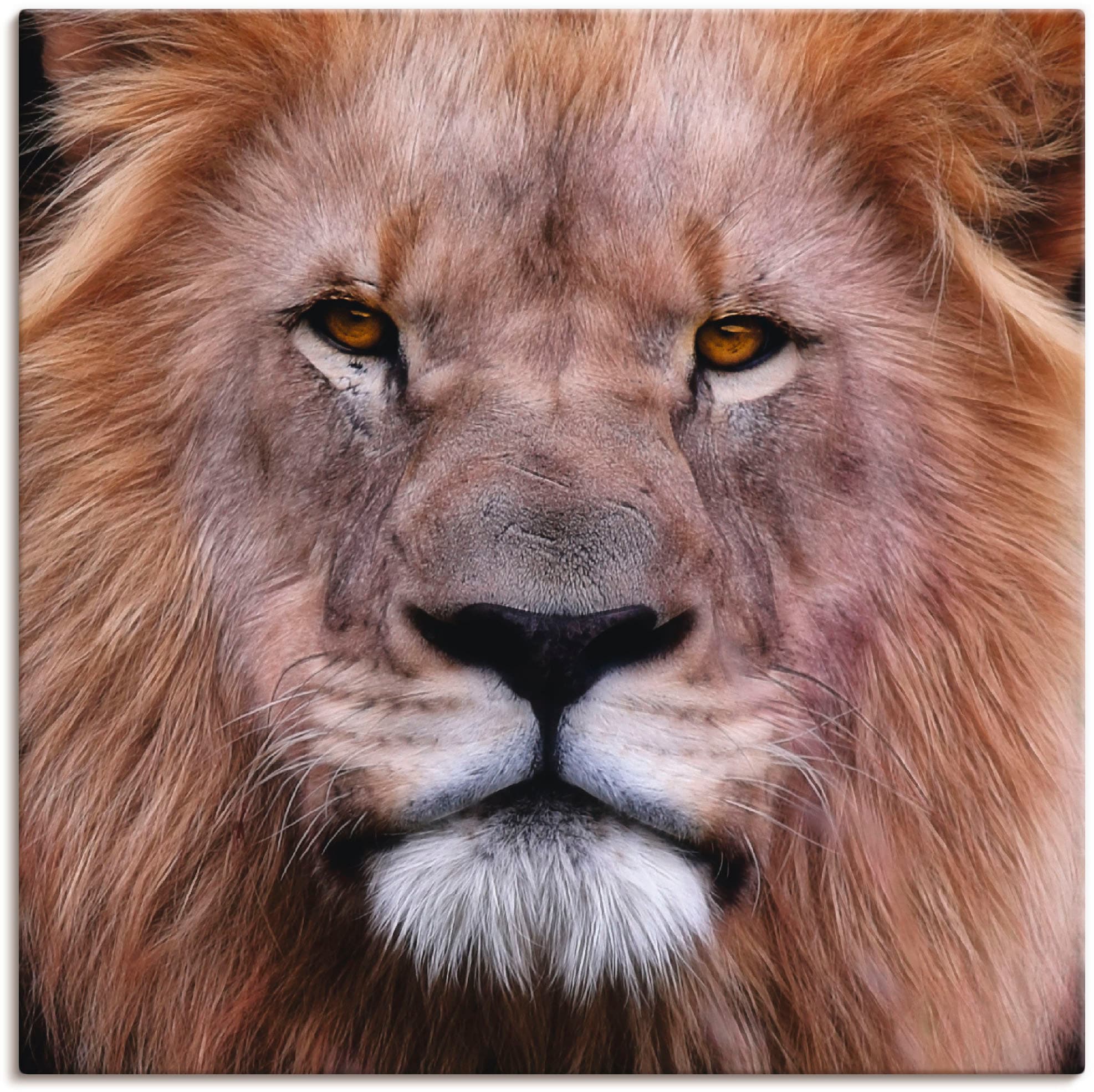 Artland Wandbild »König der Löwen«, Wildtiere, (1 St.), als Leinwandbild,  Wandaufkleber oder Poster in versch. Größen bestellen online bei OTTO