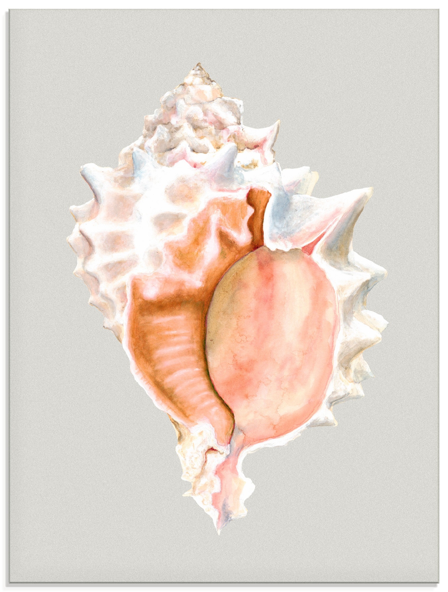 Artland Glasbild »Pinke Muschel«, Wassertiere, (1 St.)