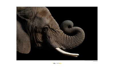 Komar Poster »African Elephant«, Tiere, Höhe: 50cm kaufen