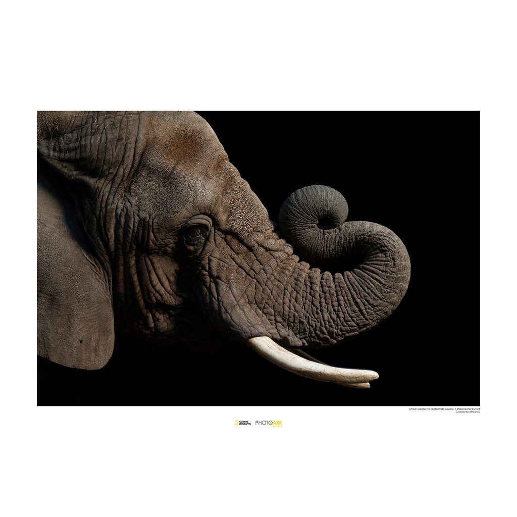 Komar Poster »African Elephant«, Tiere, Höhe: 50cm