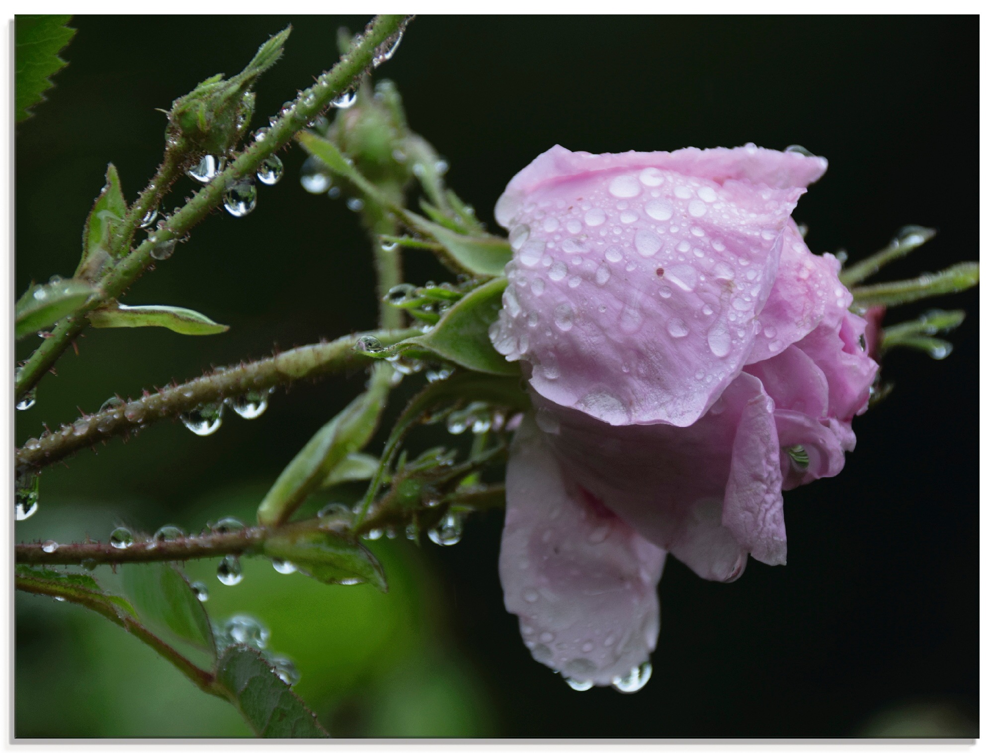 Artland Glasbild »Nach dem Regen«, Blumen, (1 St.)