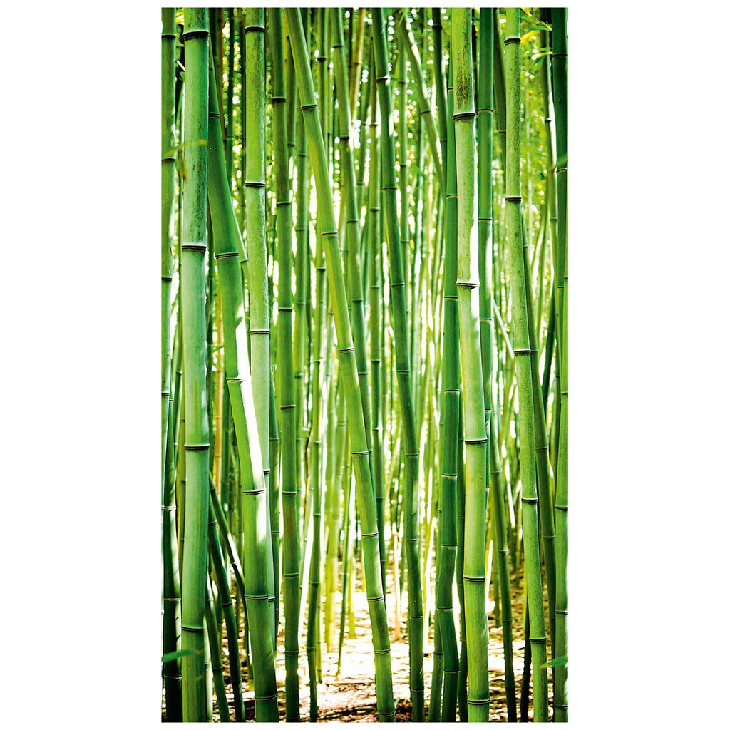 Bodenmeister Fototapete »Bambus-Wald grün«