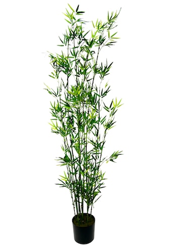 I.GE.A. Kunstpflanze »Bambus im Topf«, (1 St.) kaufen