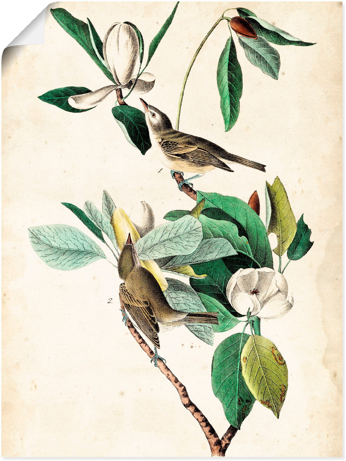 Artland Wandbild »Sängervireo«, Vögel, (1 St.), als Alubild, Leinwandbild,  Wandaufkleber oder Poster in versch. Größen online bei OTTO