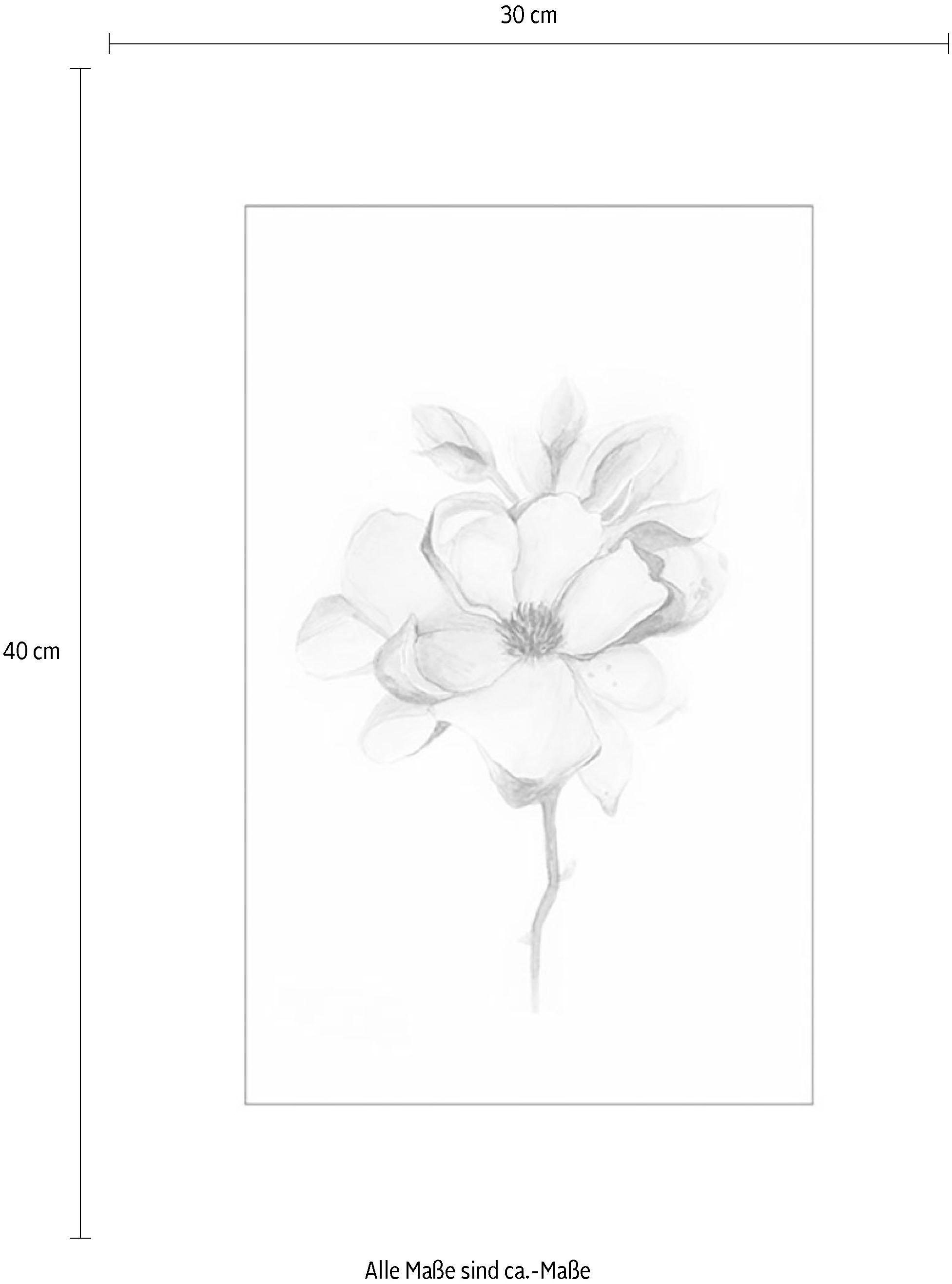 Komar Bild »Magnolia Blossom«, Blumen, (1 St.), Wandbild zur Dekoration - ohne Rahmen