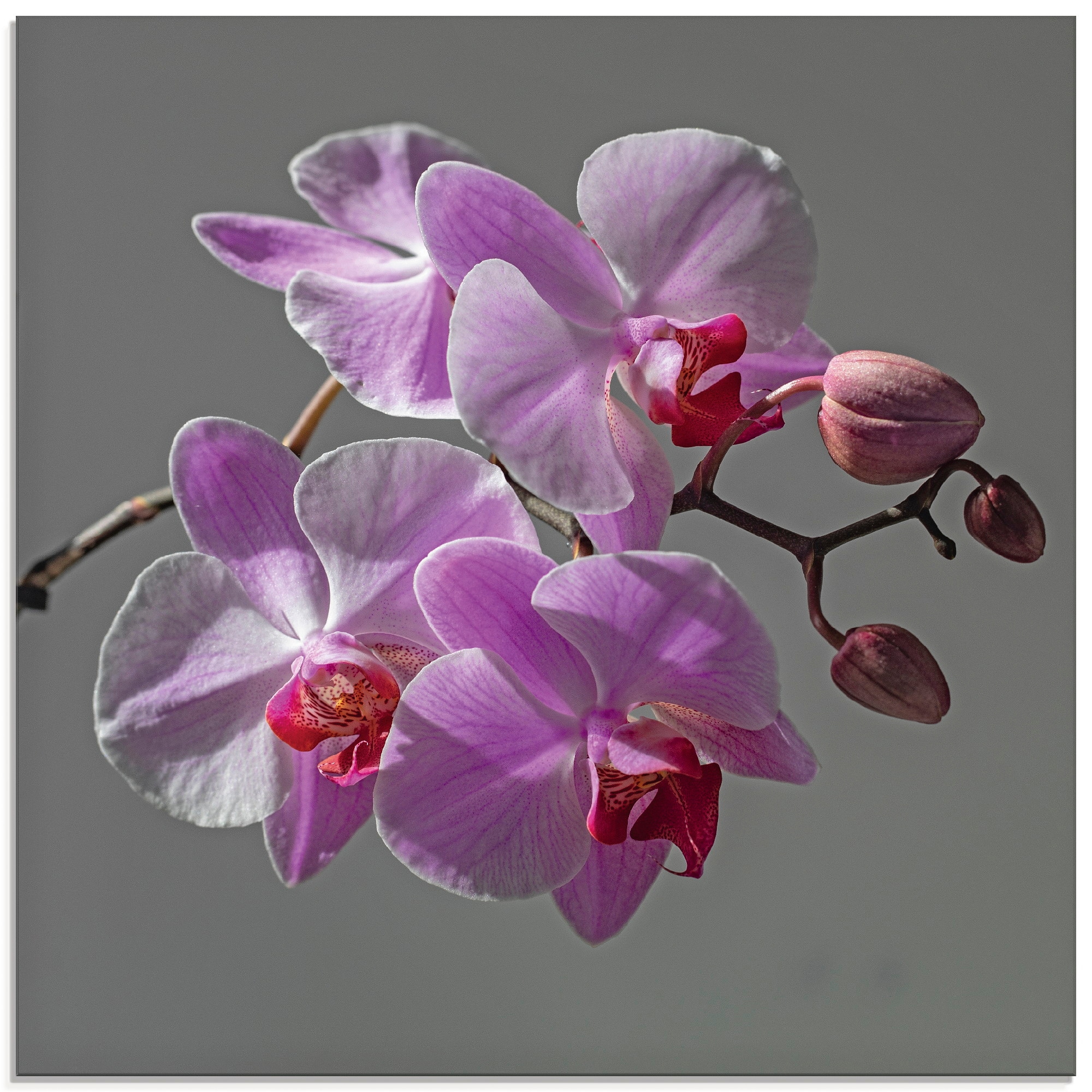 Artland Glasbild »Orchideentraum«, Blumen, (1 St.), in verschiedenen Größen