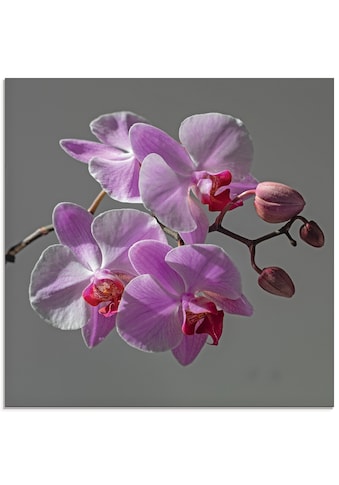 Glasbild »Orchideentraum«, Blumen, (1 St.)