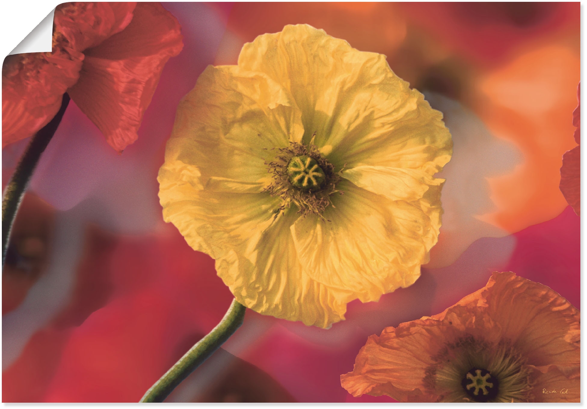 in St.), kaufen OTTO Größen Wandaufkleber Wandbild Artland online bei Blumenbilder, versch. (1 oder als Poster »Fotokollage Leinwandbild, Mohnblumen«,