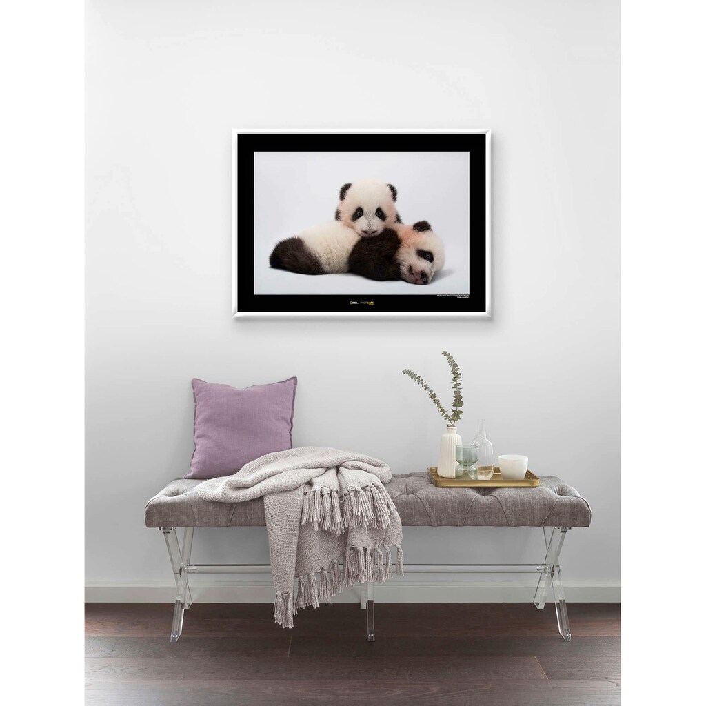 Komar Poster »Giant Panda«, Tiere