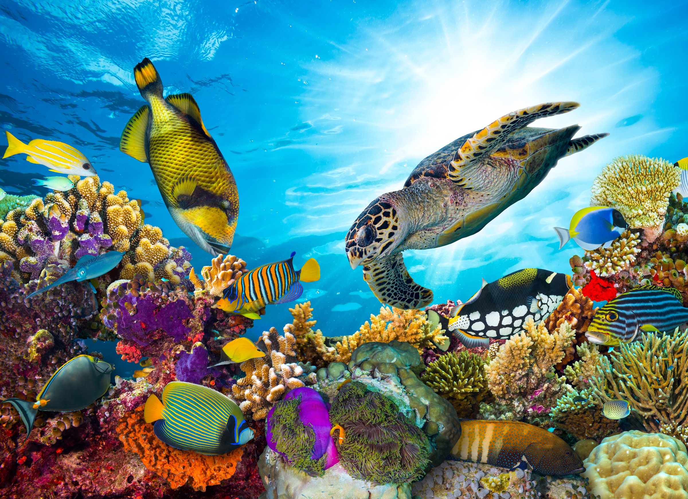 Fototapete »Coral Reef Fiji«