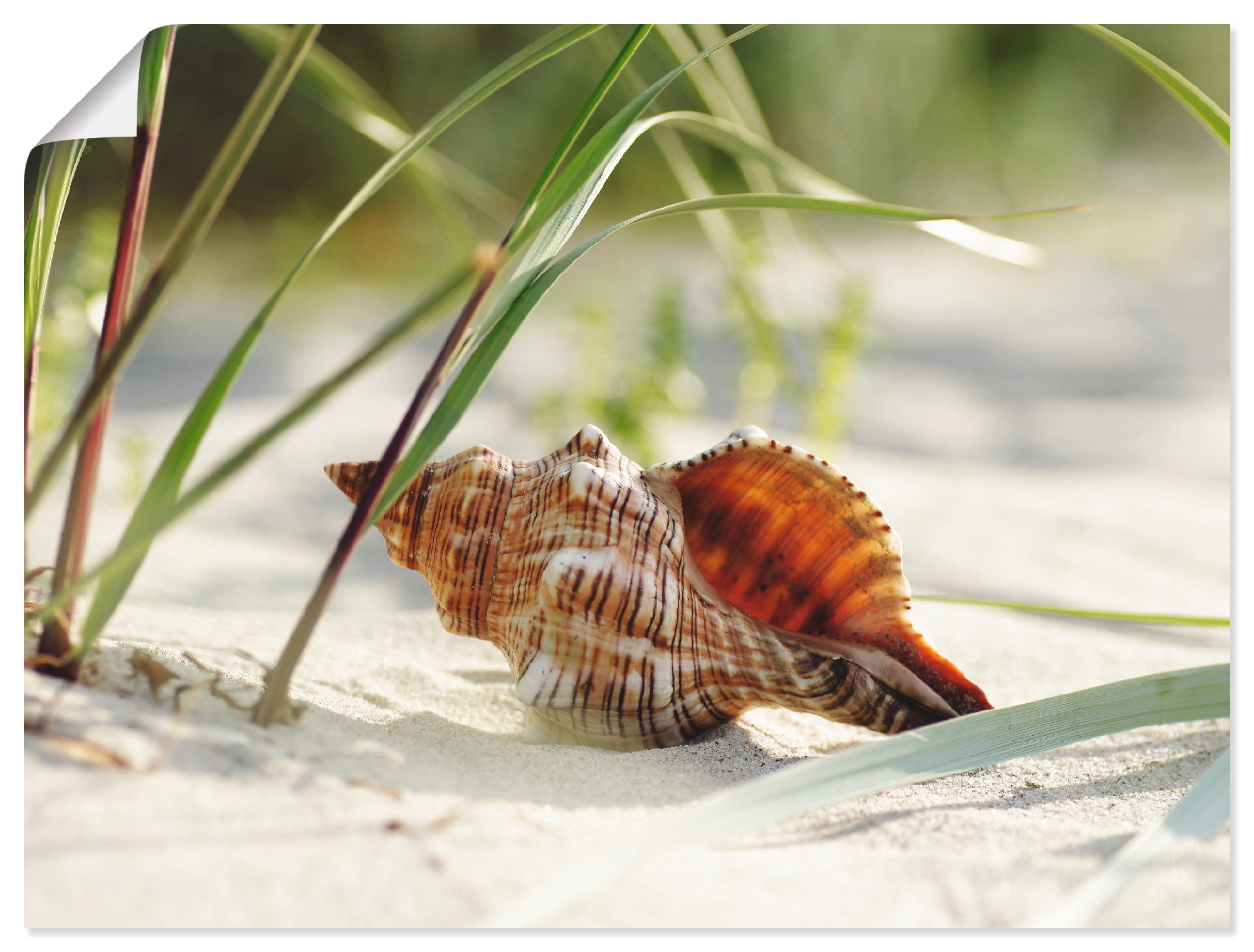 Artland Wandbild »Große Muschel am Strand«, Wassertiere, (1 St.), in vielen Größen & Produktarten -Leinwandbild, Poster, Wandaufkleber / Wandtattoo auch für Badezimmer geeignet