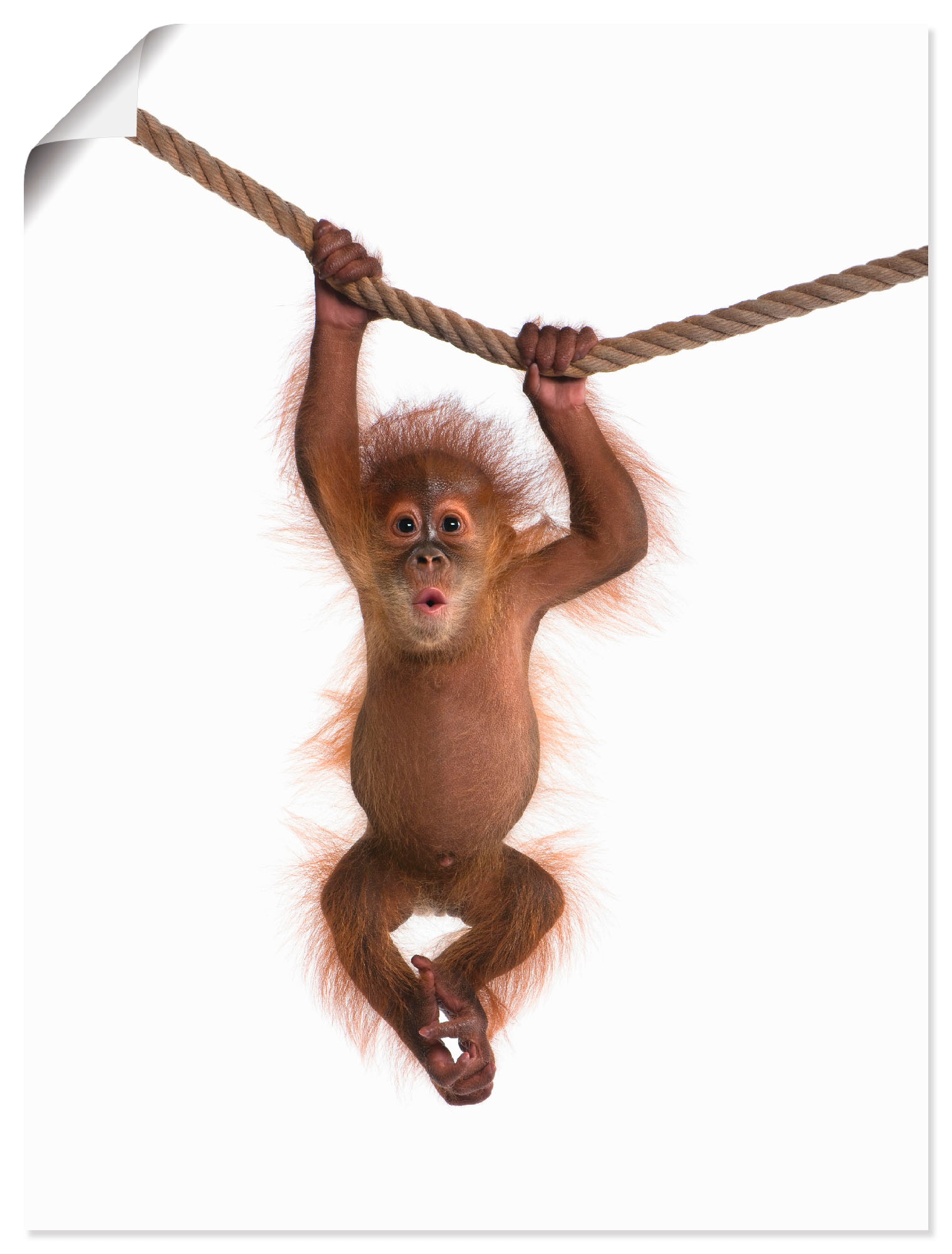 Wandbild »Baby Orang Utan hängt an Seil II«, Wildtiere, (1 St.), als Alubild,...