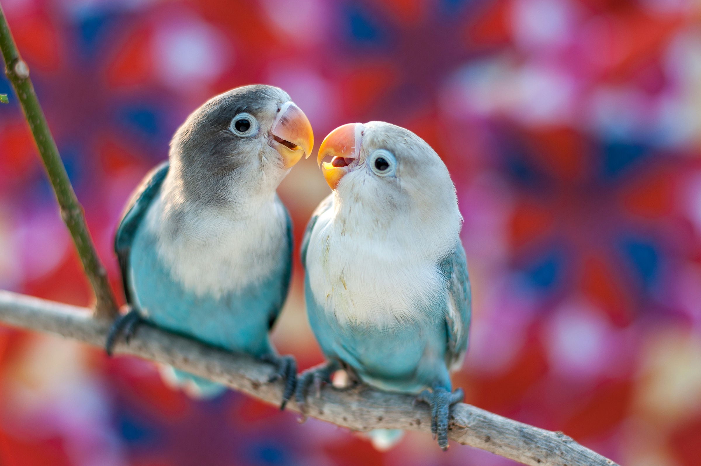 Papermoon Fototapete »Love Birds«