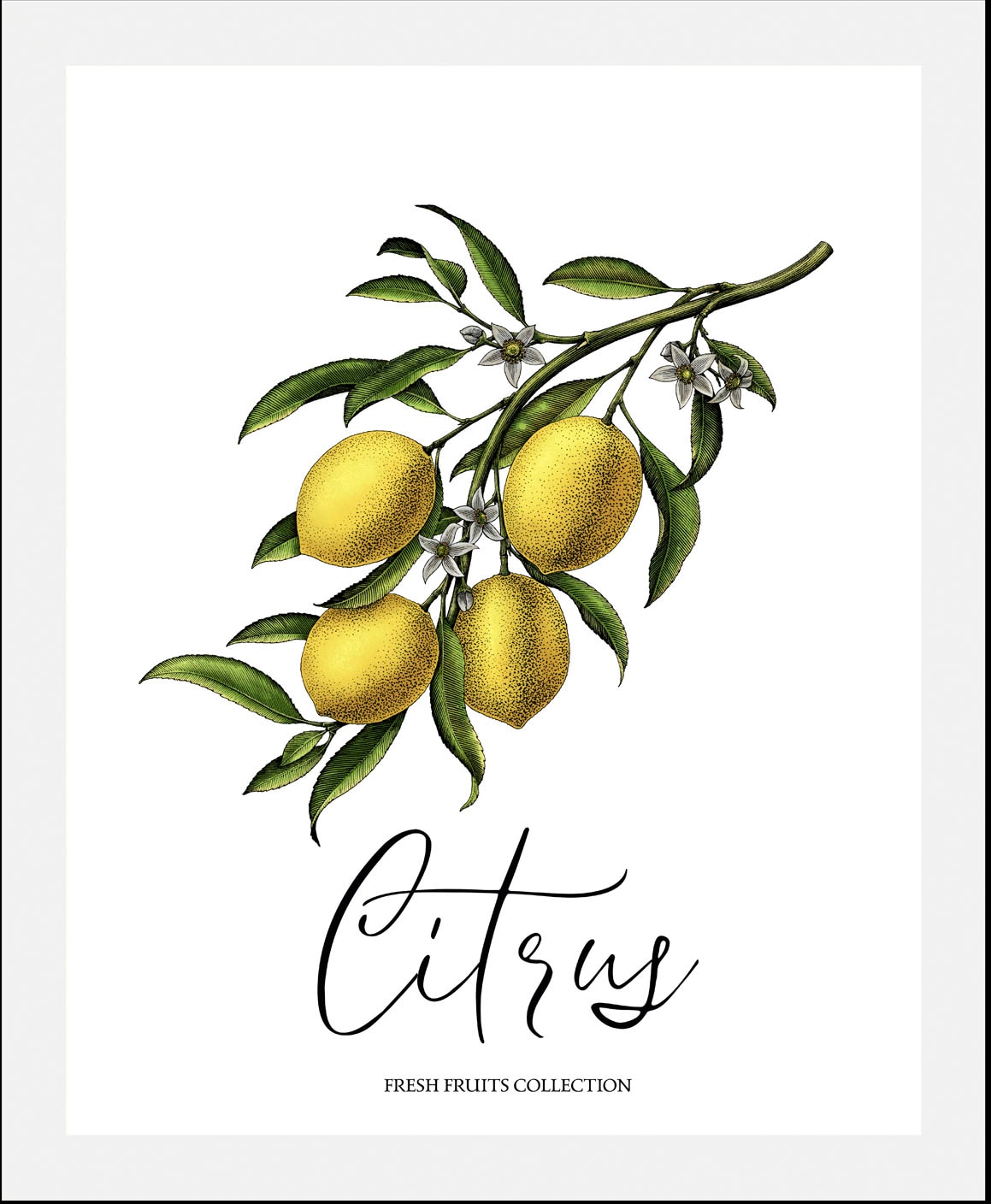 queence Bild »Citrus«, Obst-Obst Bilder-Essen-Lebensmittel-Kunst-Schriftzug-Italien-Spanien, (1 St.), gerahmt