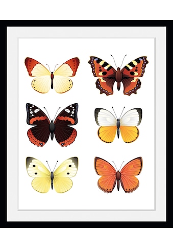 queence Bild »Elina«, Schmetterlinge, (1 St.) kaufen