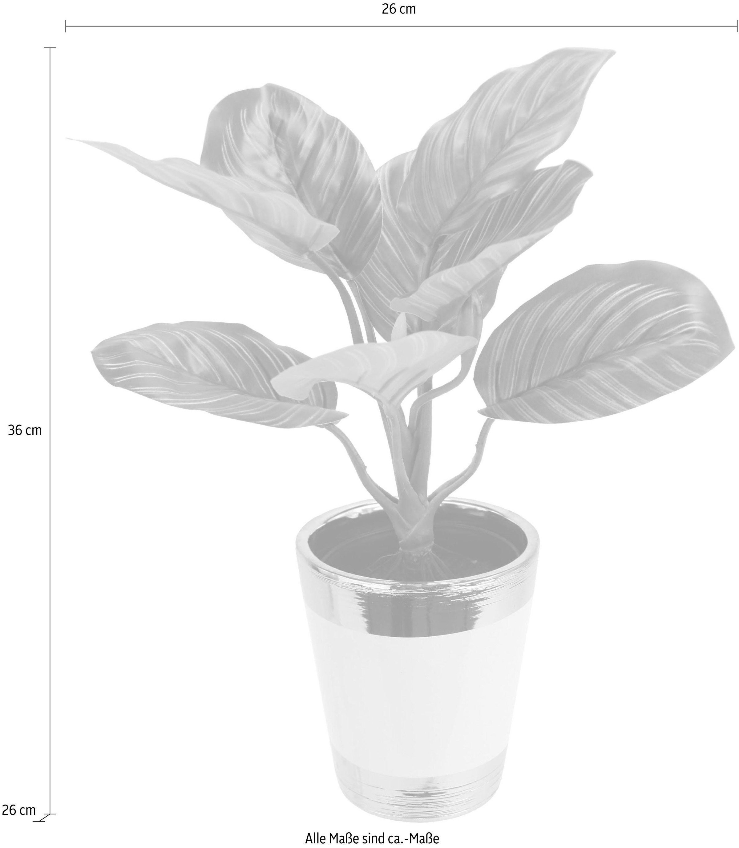 I.GE.A. Kunstpflanze »Maranthuspflanze im Topf«