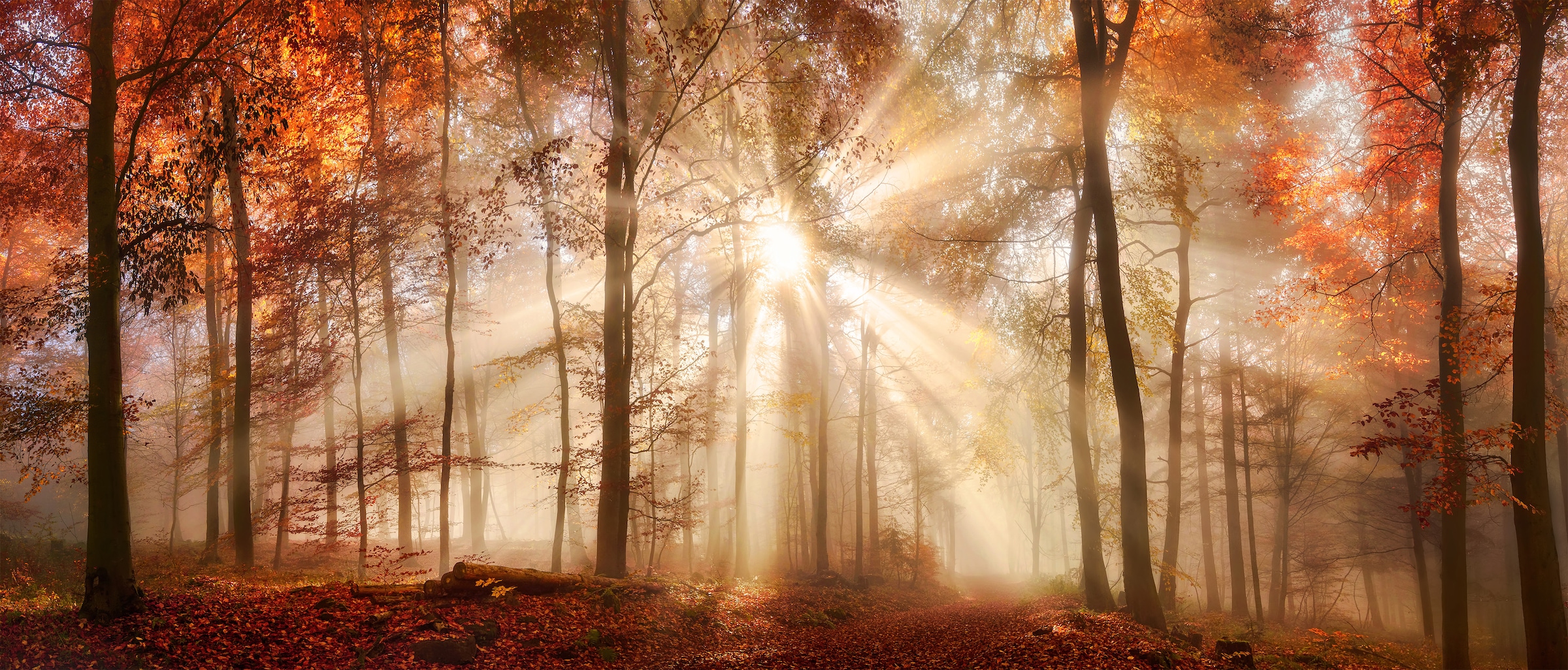 Leinwandbild »Herbst«, Wald, (1 St.), BxH: 140x60 cm