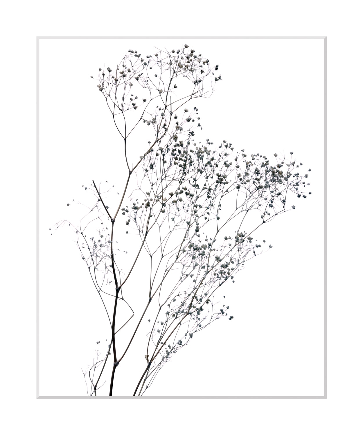 queence Bild »Dana« Blumen | Pflanzen | Pflanzenbilder | Schwarz-Weiß gerahmt, Blumen