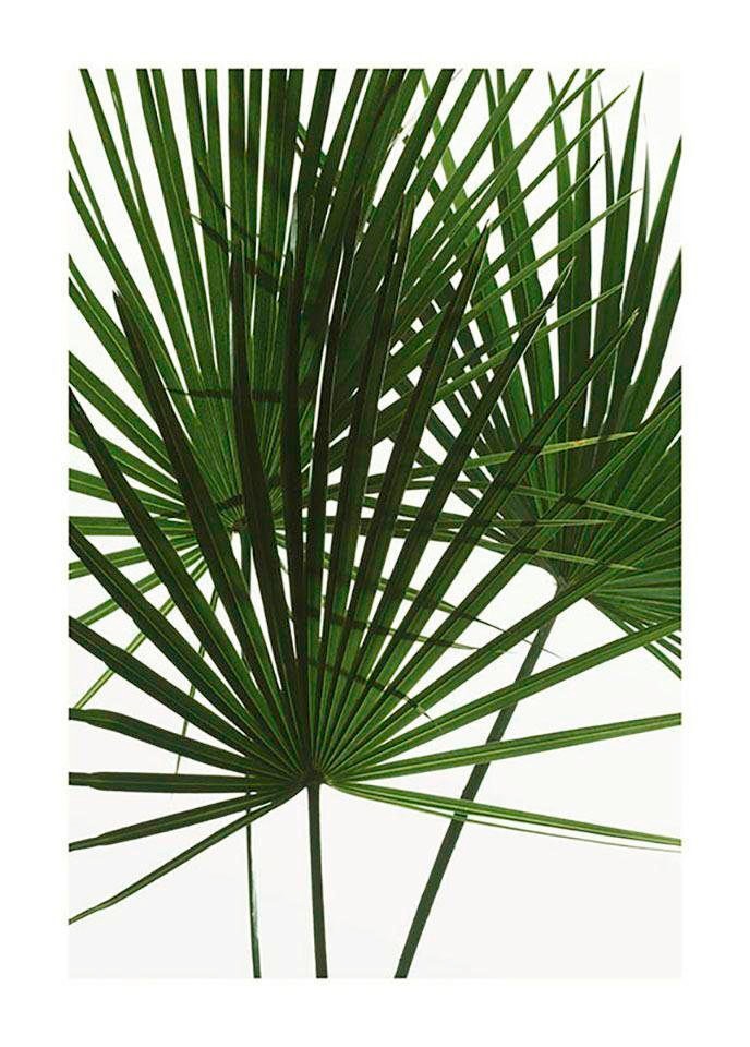 Komar Bild »Palmtree Leaves«, Pflanzen, (1 St.), Wandbild zur Dekoration - ohne Rahmen