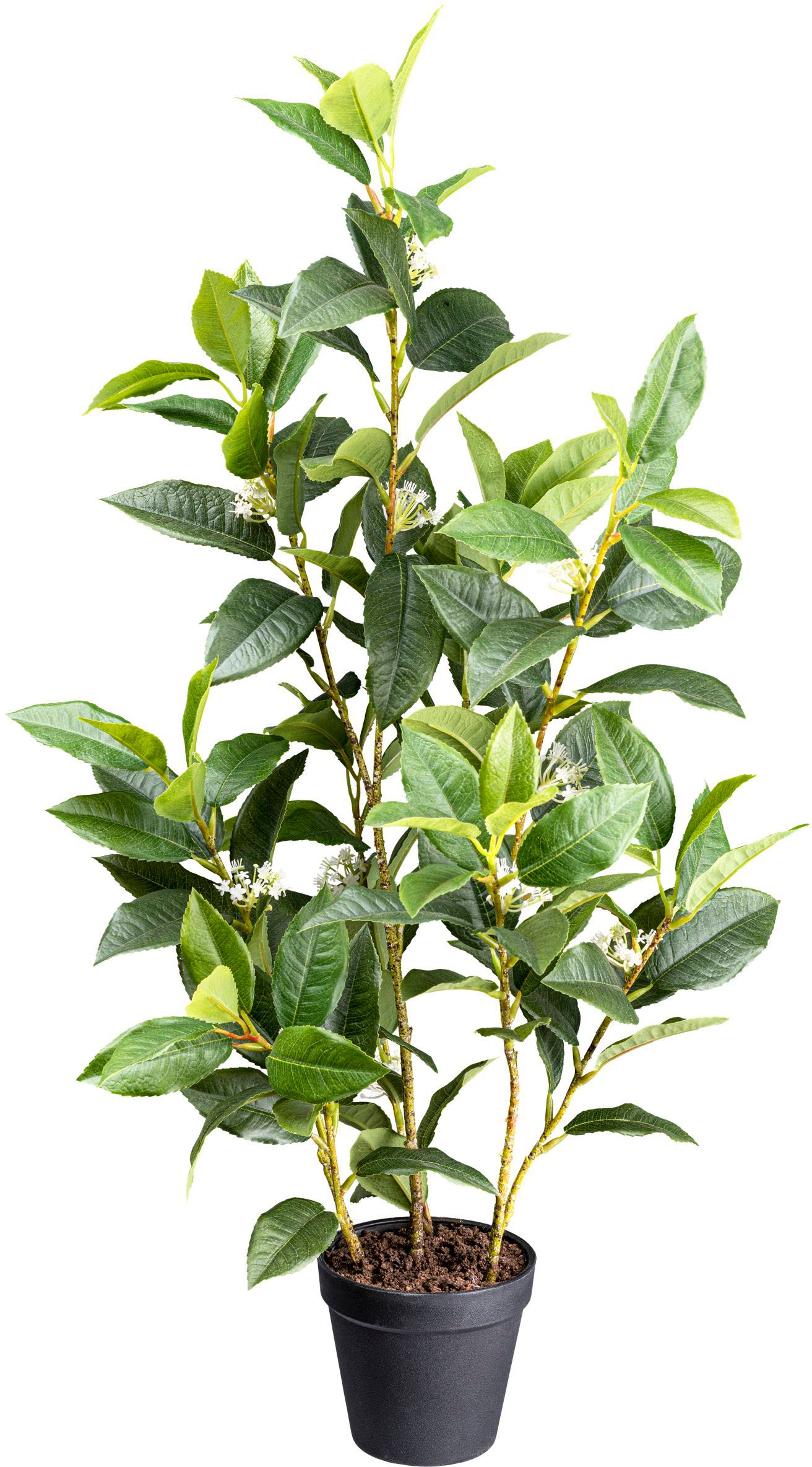 Creativ green Künstliche Zimmerpflanze »Osmanthus«, mit detailgetreuem Blattwerk