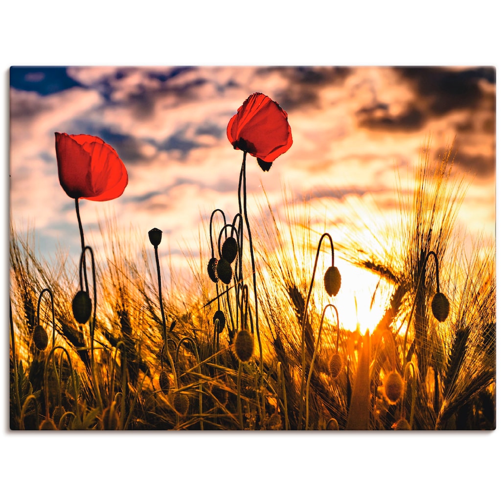 Artland Wandbild »Mohnblumen im Sonnenuntergang«, Blumen, (1 St.), als Alubild, Outdoorbild, Leinwandbild, Poster, Wandaufkleber