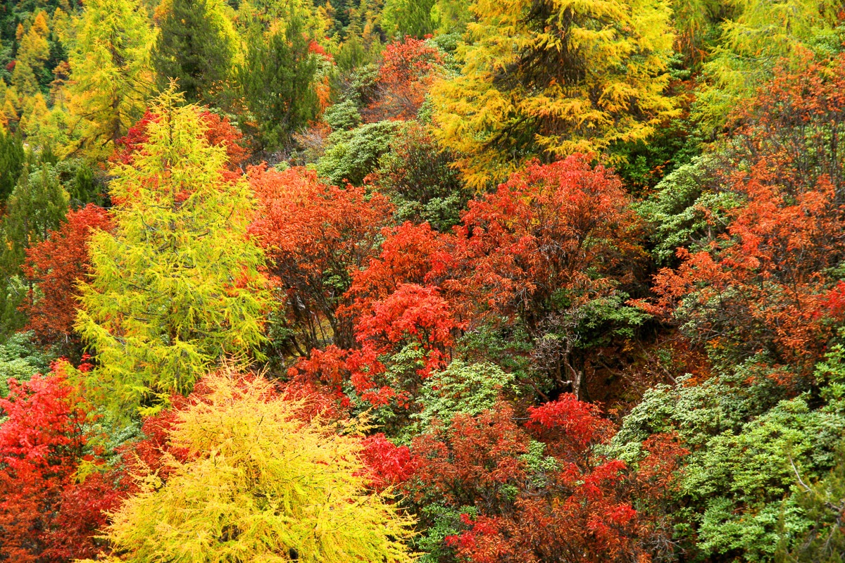 Papermoon Fototapete »Herbst Wald«