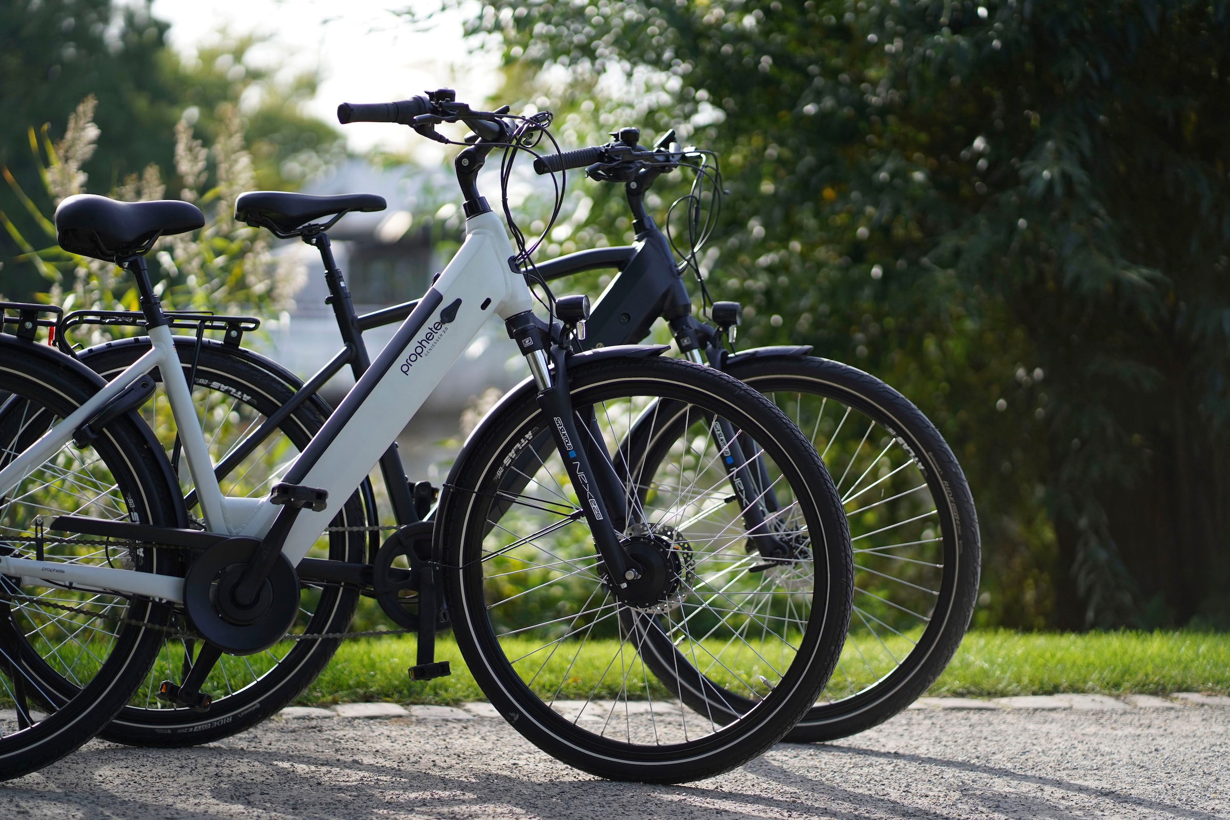 Prophete E-Bike »Geniesser 2.0«, 7 Gang, Shimano, Nexus, Frontmotor 250 W, Pedelec, Elektrofahrrad für Damen, Cityrad, inkl. Rahmenschloss