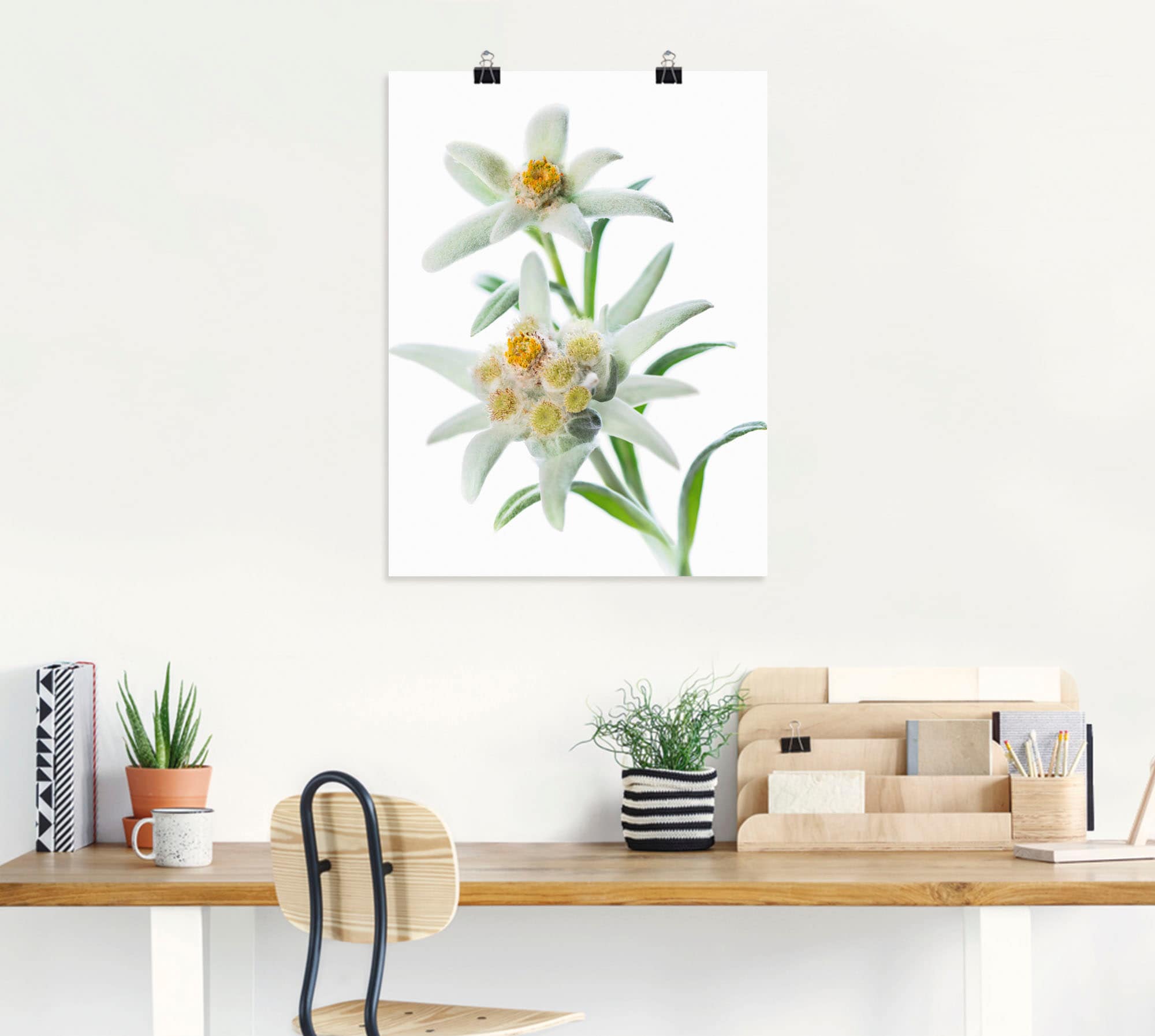 Artland Wandbild »Edelweiss«, Blumen, (1 St.), als Poster, Wandaufkleber in verschied. Größen