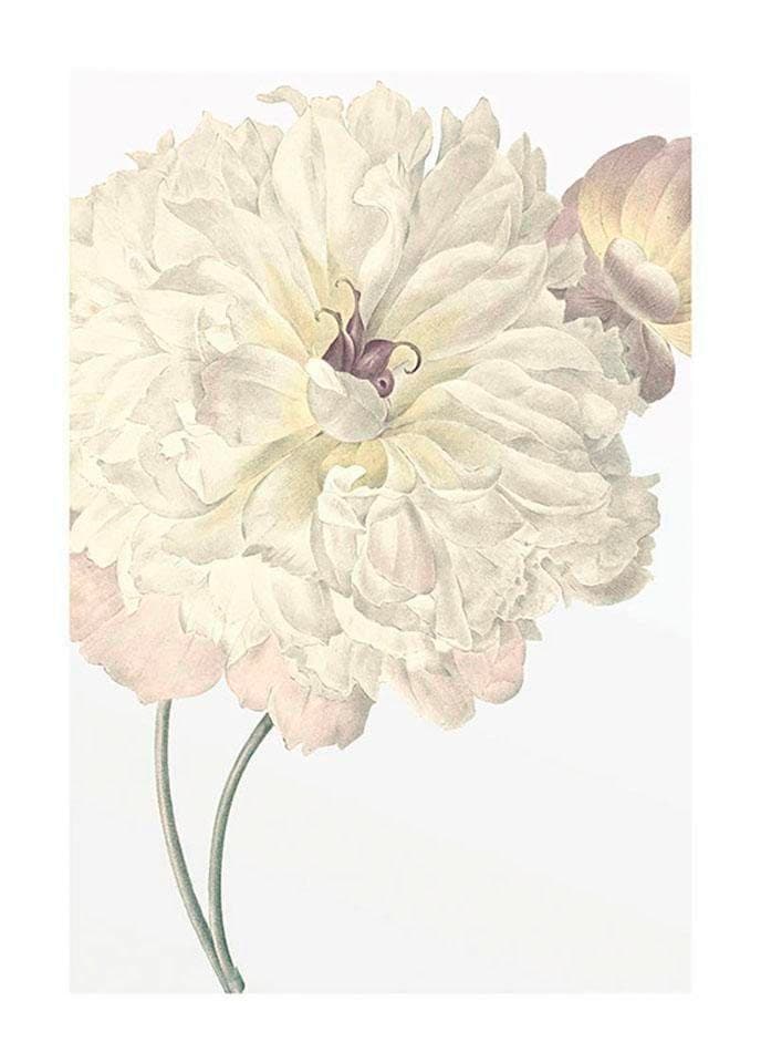 Blumen, (1 Poster bestellen Dahlia«, OTTO »Illustration St.), Komar Kinderzimmer, Schlafzimmer, bei online Wohnzimmer