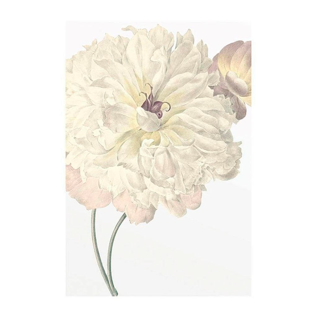 Komar Poster »Illustration Dahlia«, Blumen, Höhe: 70cm