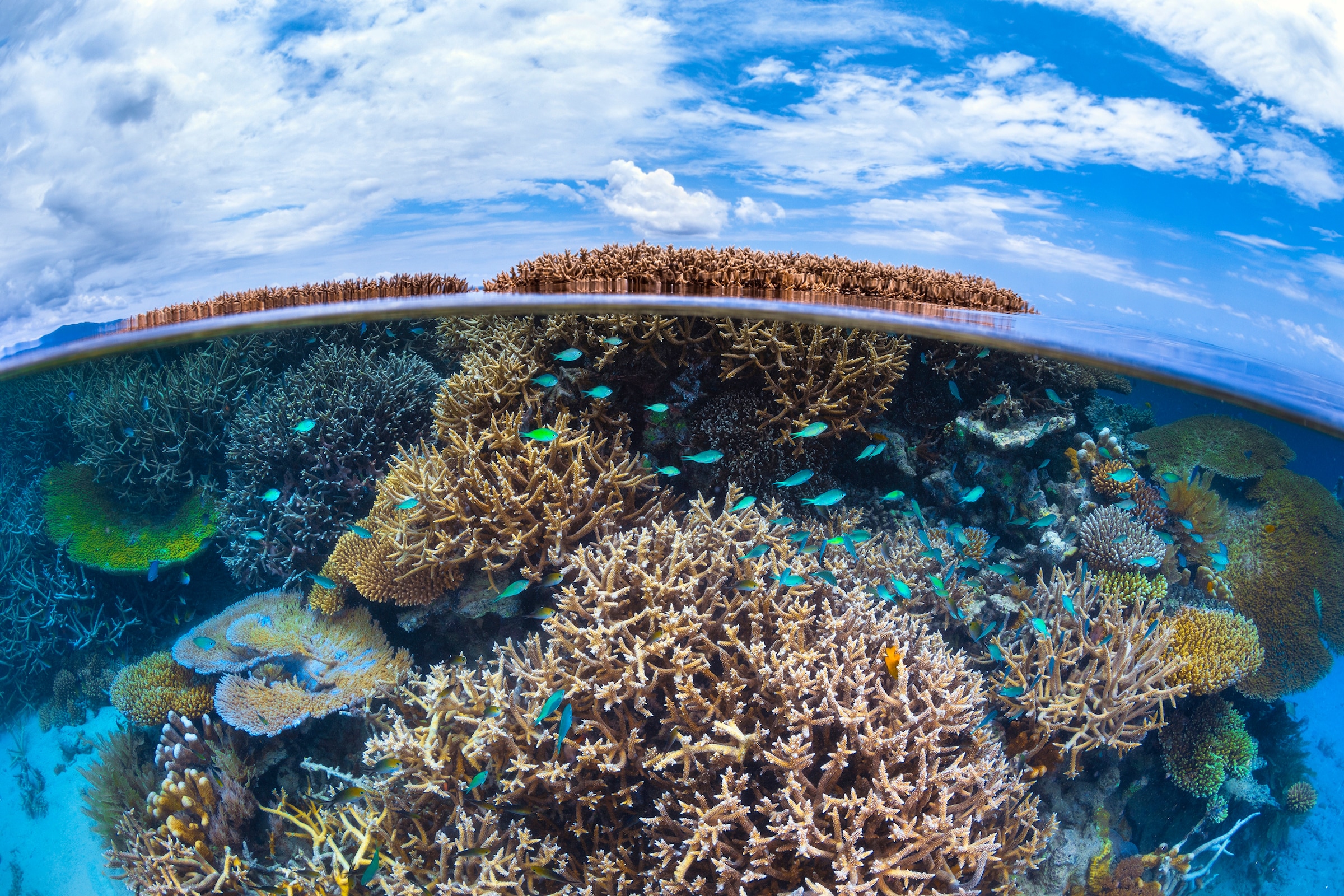 Papermoon Fototapete »Photo-Art BARATHIEU GABRIEL, SPLIT-LEVEL VON MAYOTTE REEF«