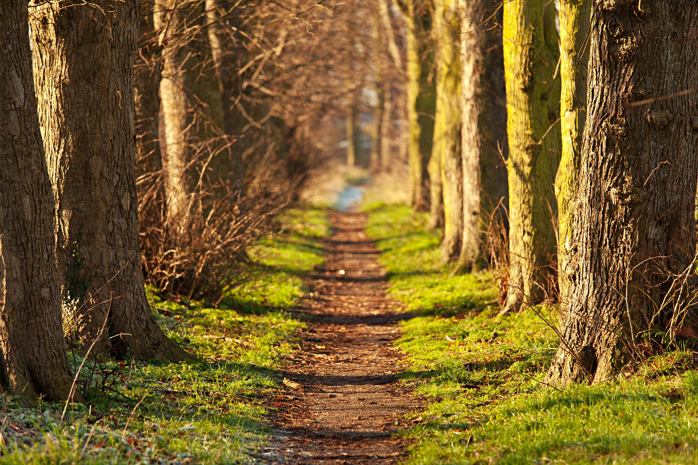 Papermoon Fototapete »Forest Walk Tunnel«