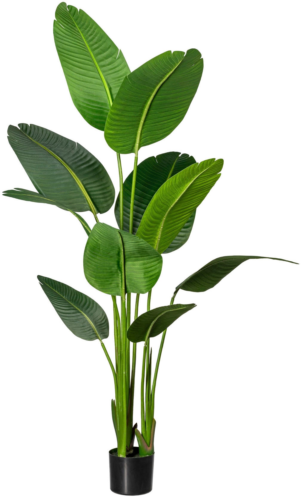 Creativ green Künstliche Zimmerpflanze »Strelitzia«, (1 St.) kaufen online  bei OTTO
