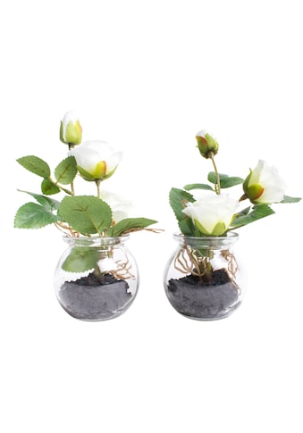 Botanic-Haus Kunstblume »Rosen im Glas«, (Set, 2 St.) kaufen
