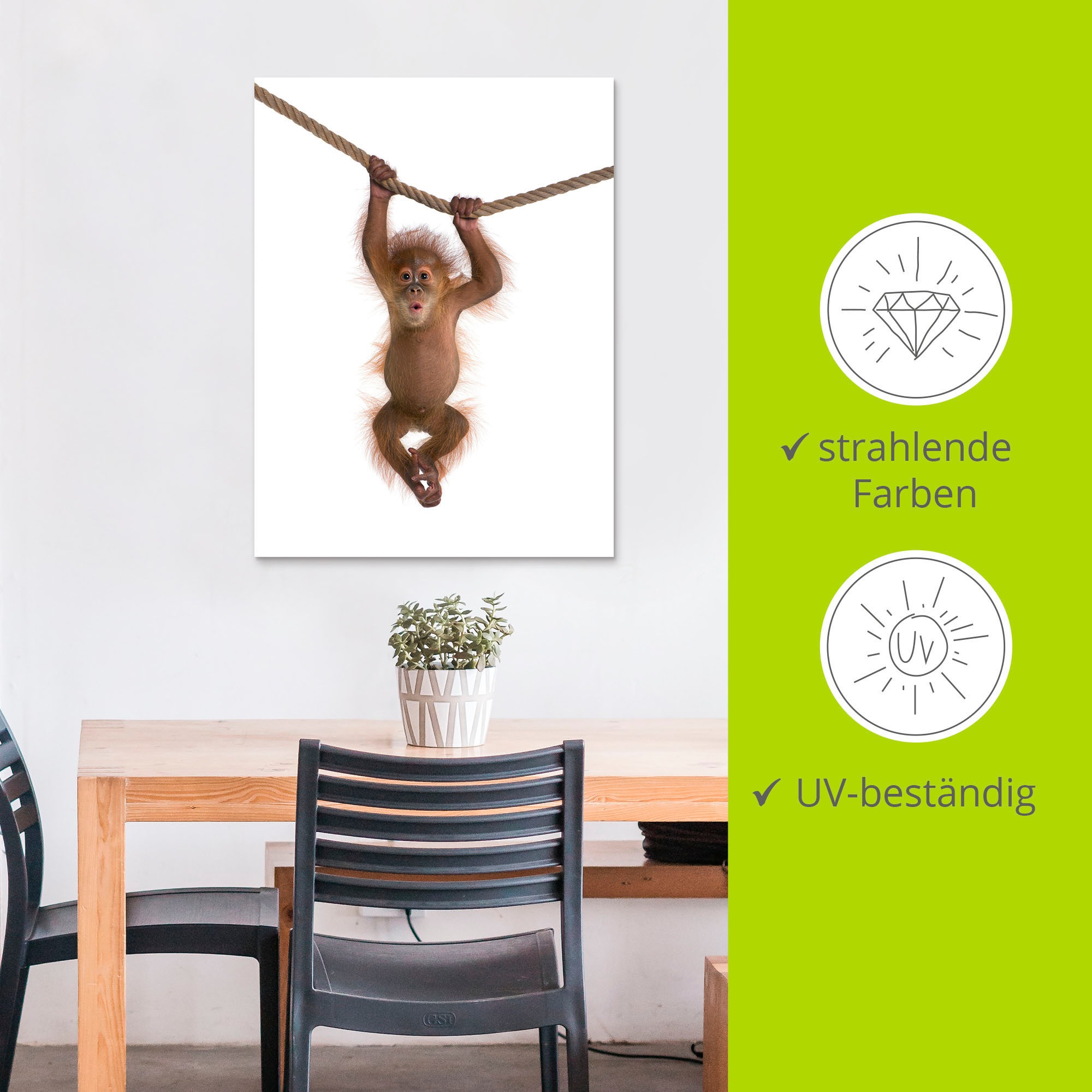 Artland Wandbild »Baby Orang Utan hängt an Seil II«, Wildtiere, (1 St.), als Alubild, Outdoorbild, Leinwandbild, Poster, Wandaufkleber