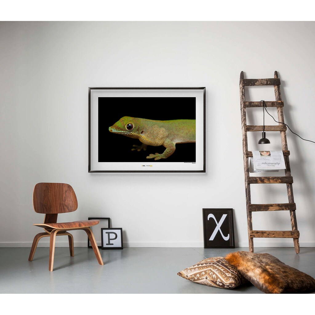 Komar Poster »Flat-tailed Day Gecko«, Tiere, Höhe: 30cm