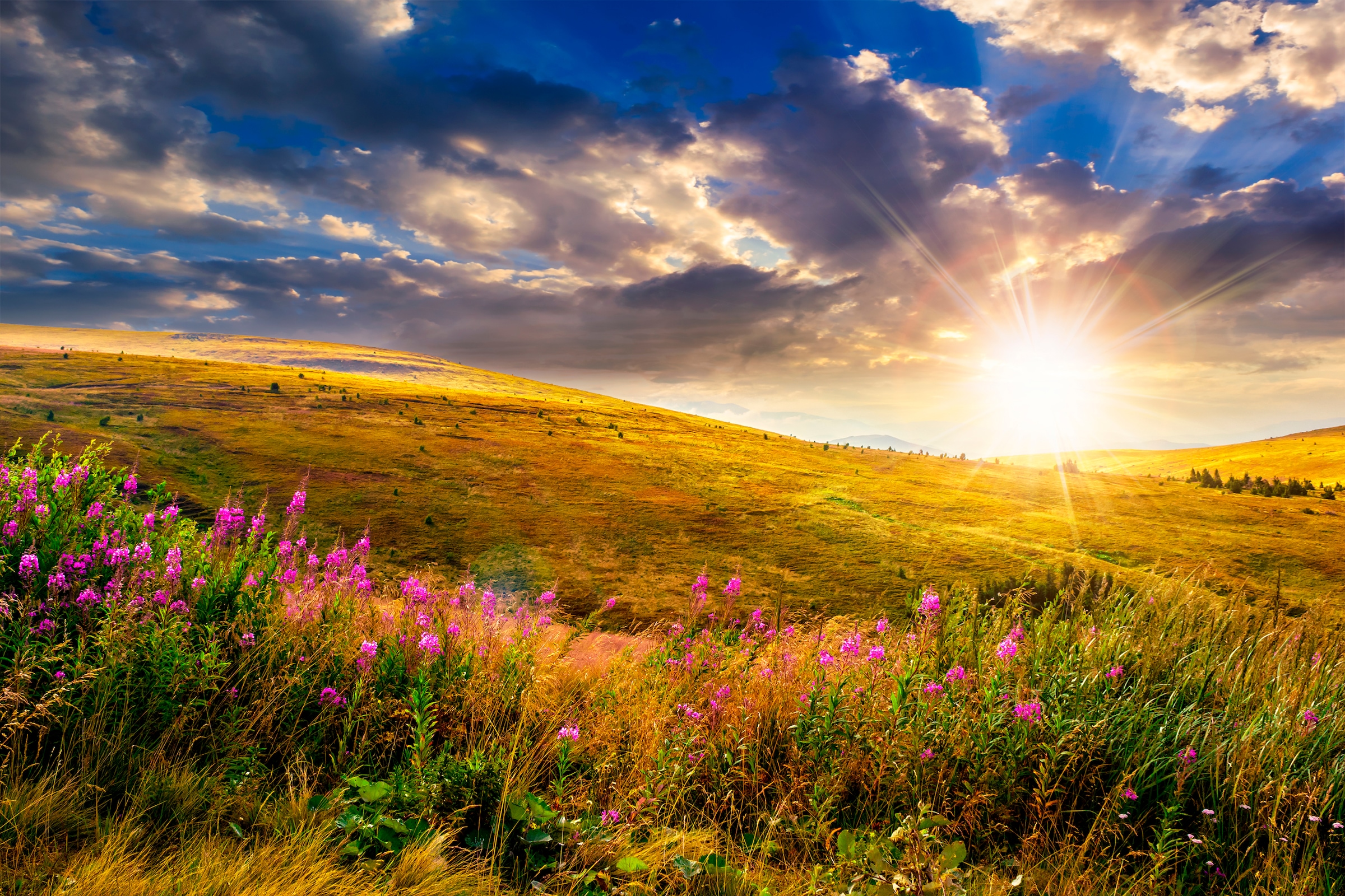 Fototapete »Wild Flowers Mountain Sunset«