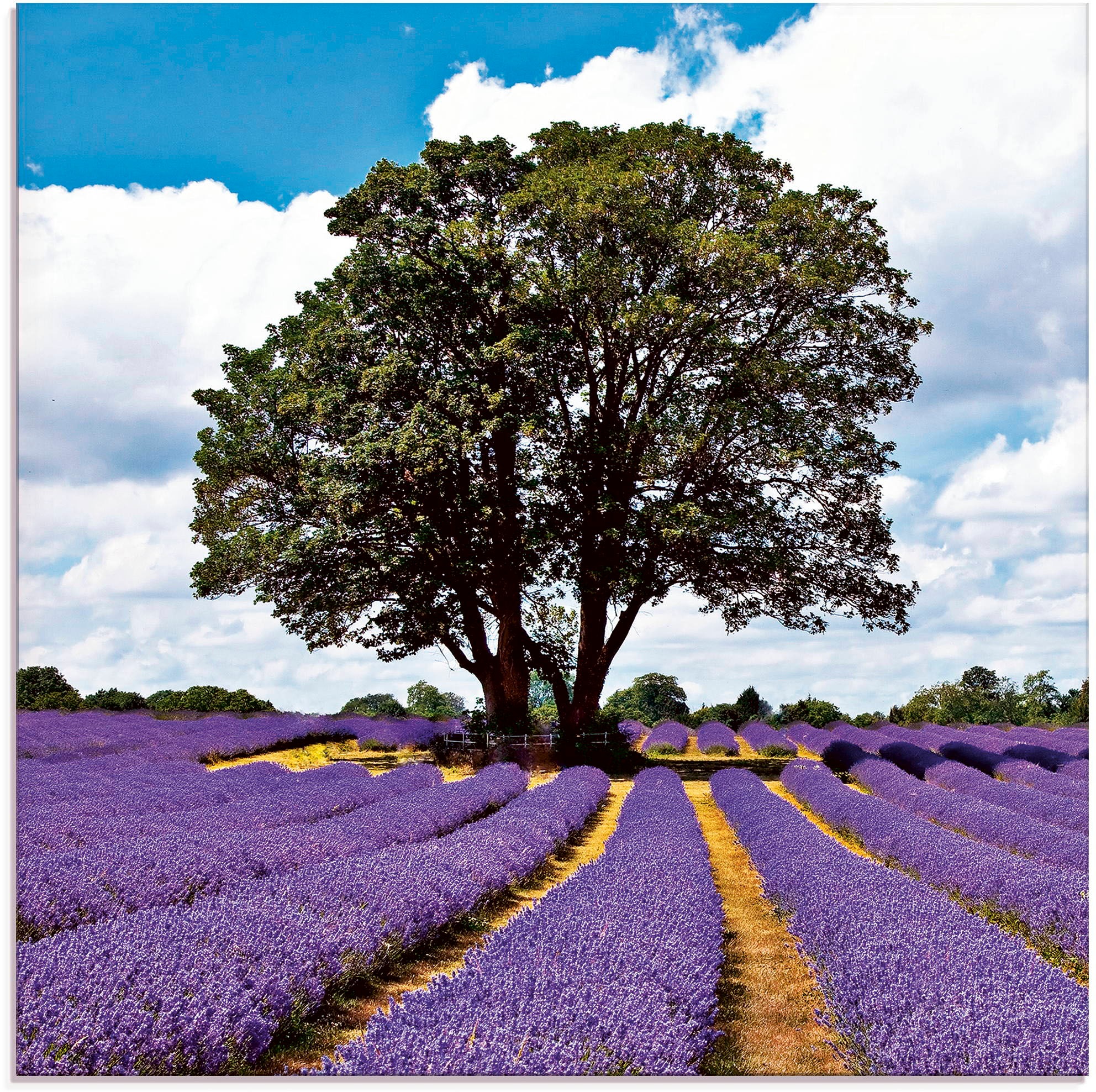 Artland Glasbild »Schönes Lavendelfeld im Sommer«, Felder, (1 St.)