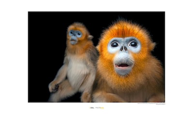 Komar Poster »Golden Snub-nosed Monkey«, Tiere, Höhe: 40cm kaufen