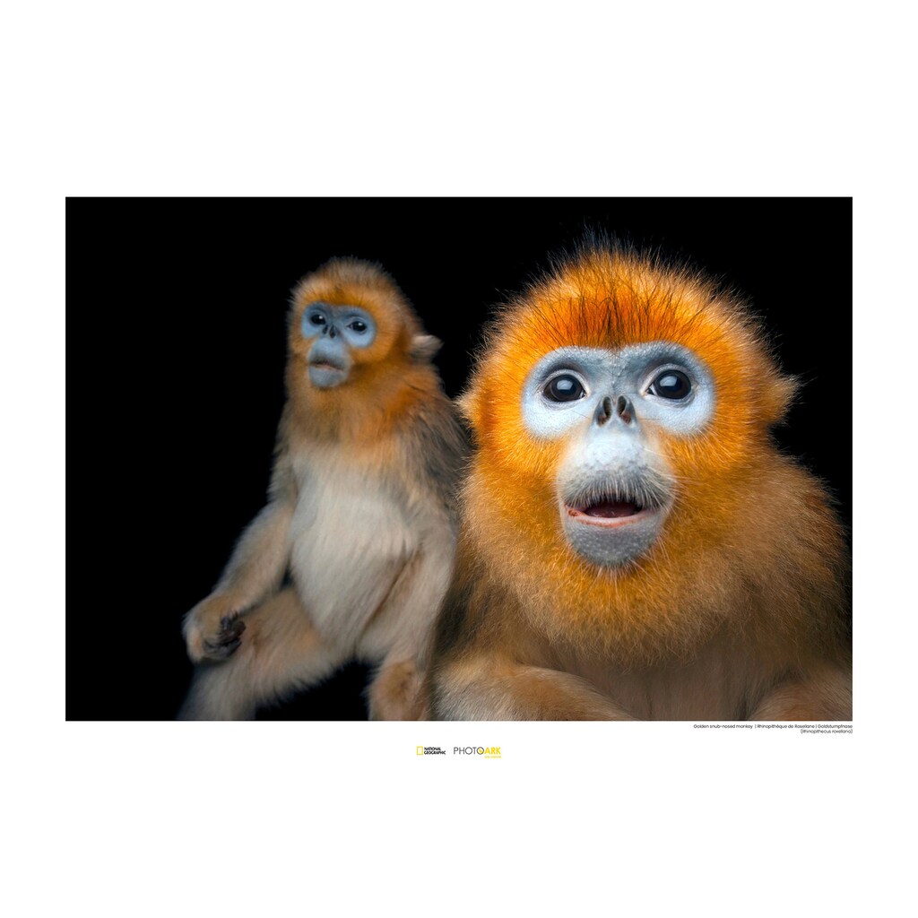 Komar Poster »Golden Snub-nosed Monkey«, Tiere