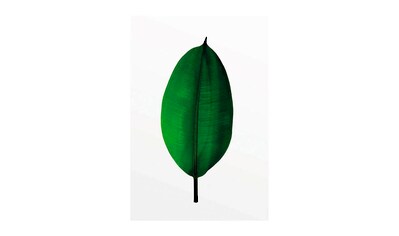 Komar Poster »Ficus Leaf«, Pflanzen-Blätter, Höhe: 50cm kaufen