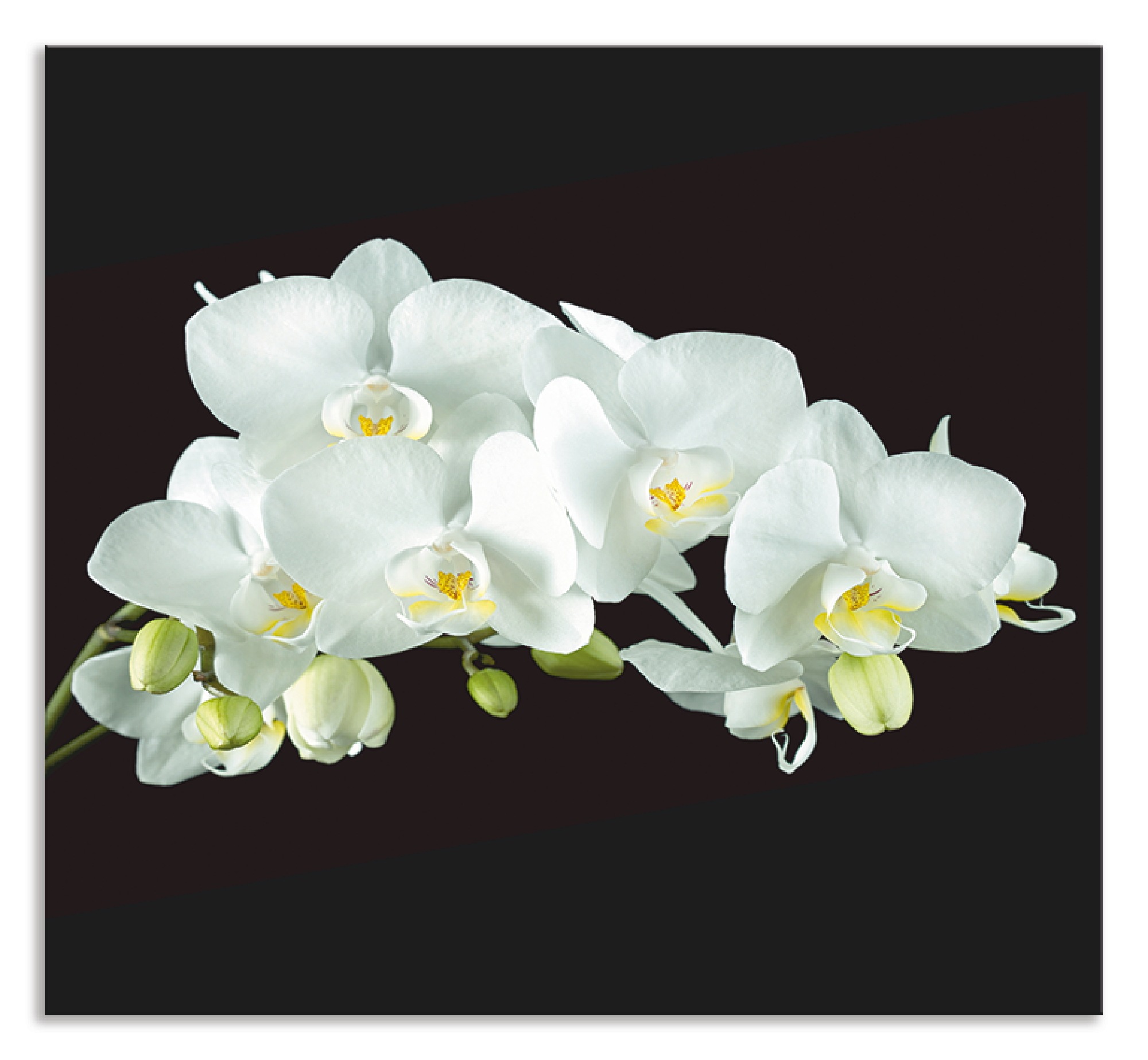 Artland Küchenrückwand »Weiße Orchidee auf schwarzem Hintergrund«, (1 tlg.), selbstklebend in vielen Größen - Spritzschutz Küche hinter Herd u. Spüle als Wandschutz vor Fett, Wasser u. Schmutz - Rückwand, Wandverkleidung aus Alu