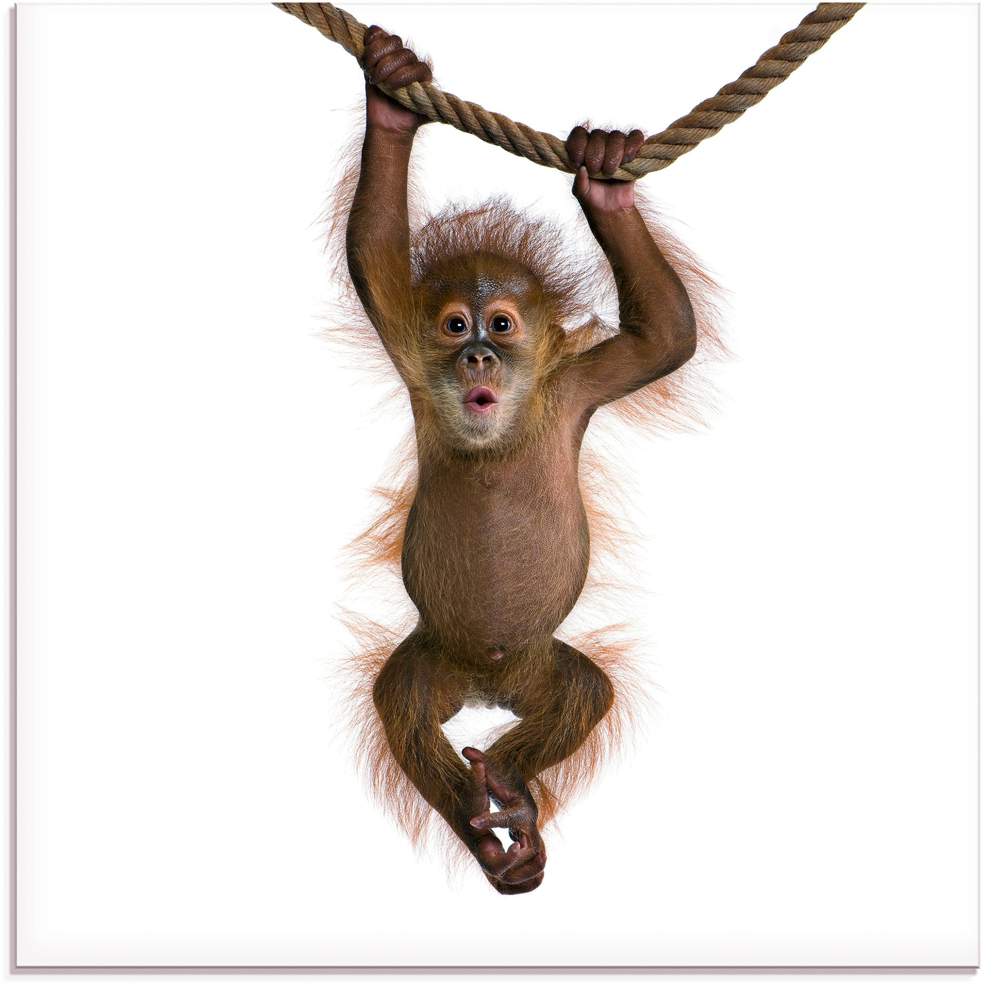 Glasbild »Baby Orang Utan hängt an Seil II«, Wildtiere, (1 St.), in verschiedenen Größen