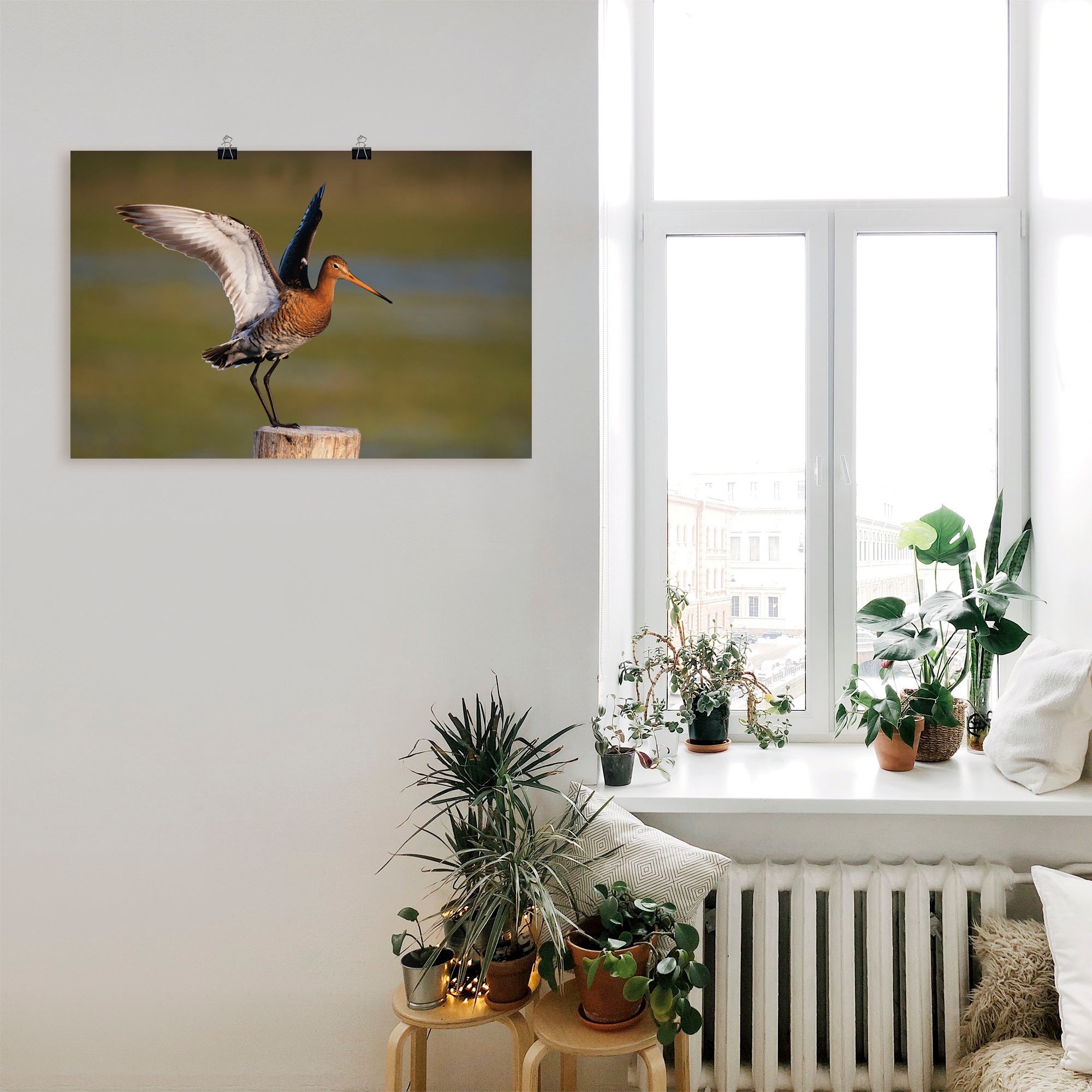 Artland Poster »Uferschnepfe im Landeanflug«, Vogelbilder, (1 St.), als Alubild, Leinwandbild, Wandaufkleber oder Poster in versch. Größen